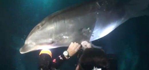 Delfin bittet um Hilfe