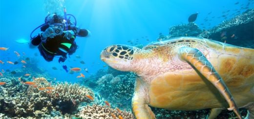 Taucher mit Schildkröte