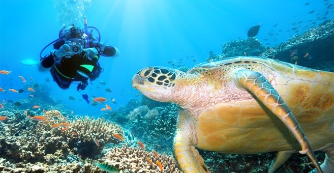 Taucher mit Schildkröte