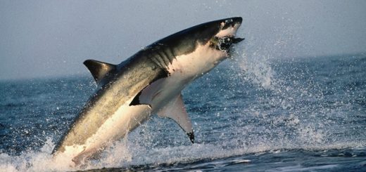 Riesenhai - Weißer Hai