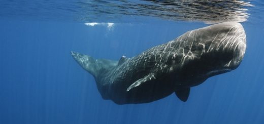 Weltrekordler der Tiefentaucher - die riesigen Pottwale