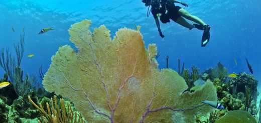 Im Rausch der Tiefe: Die schönsten Tauchgebiete der Welt