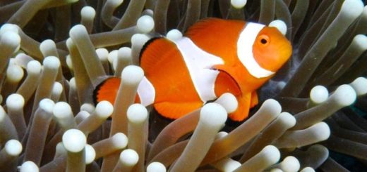 Bunaken Island Indonesien