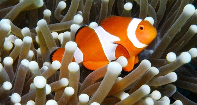 Bunaken Island Indonesien