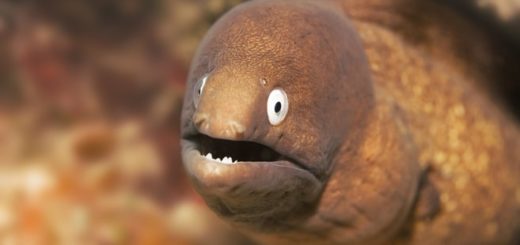 Eine braune Muräne auf Mallorca beim Tauchen entdeckt.