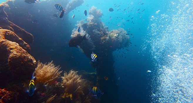 Das Wrack der U.S.A.T. Liberty – DER Tauch-Hotspot auf Bali