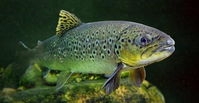 Flusstauchen mit Forellen
