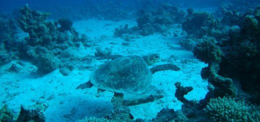 Tauchen auf Teneriffa