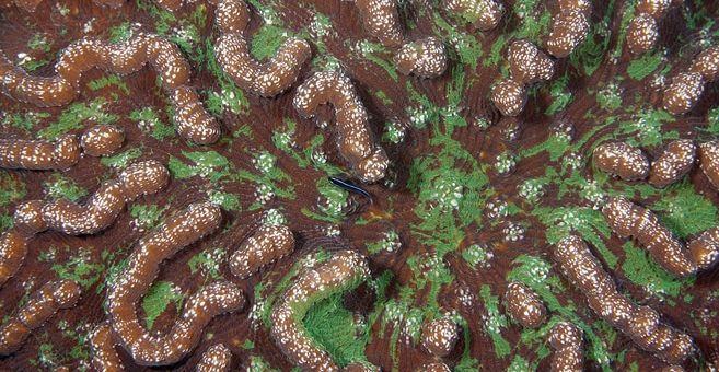 Tauchen in Costa Rica - Tropische Fische und Korallen