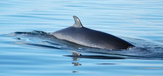 Minke Whale Gremm
