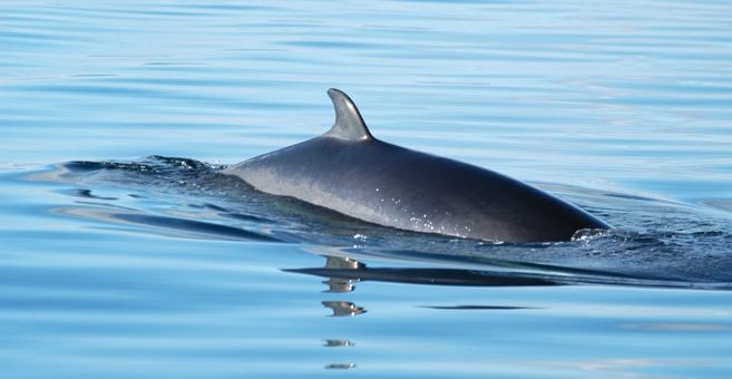 Minke Whale Gremm