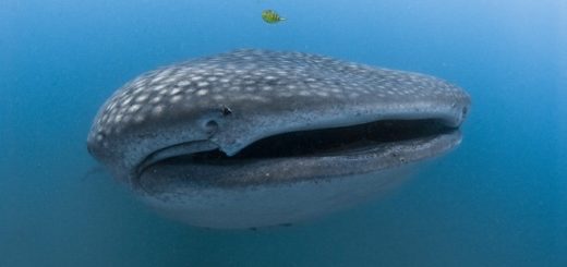 Schrulligen Walhai in Ägypten