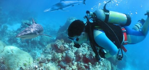 Tauchen mit Haien