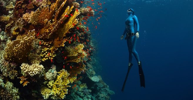 Bilder von Freediver