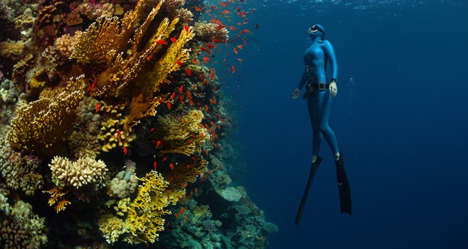 Bilder von Freediver