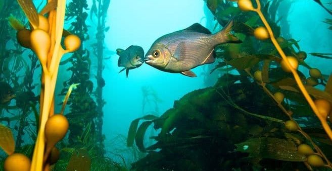 Tauchen in Island