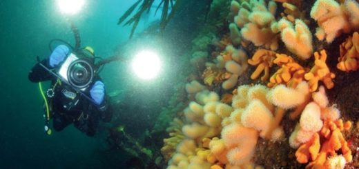 Kaltwasserkorallen in Norwegen