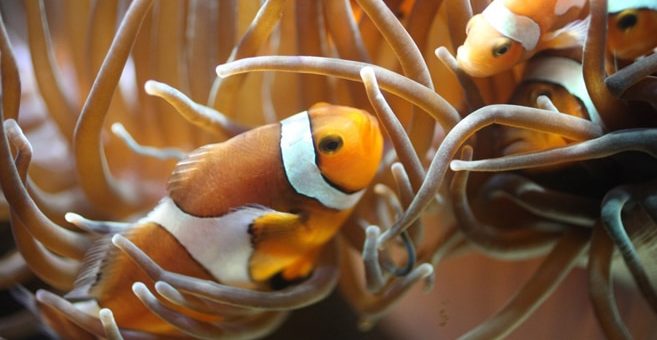 Anemonenfisch