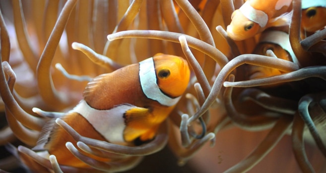 Anemonenfisch