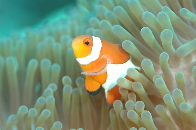 Clownfisch Clownfisch