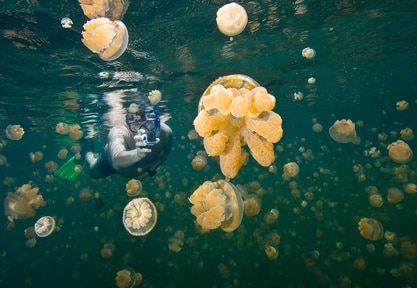 Jellyfish Lake, Palau Jellyfish Lake, Palau