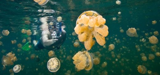 Jellyfish lake in Palau