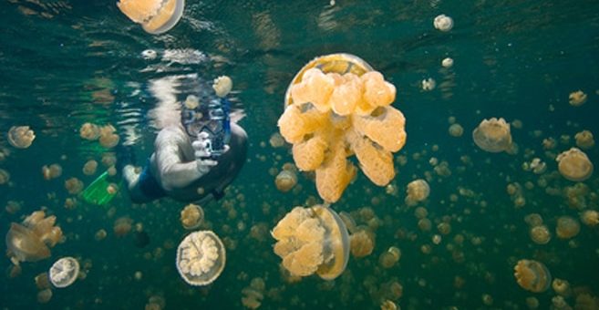 Jellyfish lake in Palau