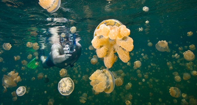 Jellyfish lake in Palau