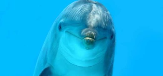 Dolphin Cay – Bahamas