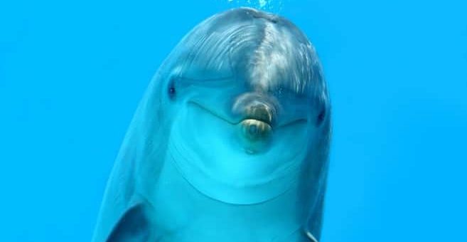 Dolphin Cay – Bahamas