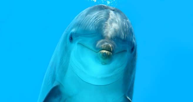 Dolphin Cay – Bahamas