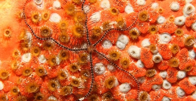 Tauchen in Bonaire