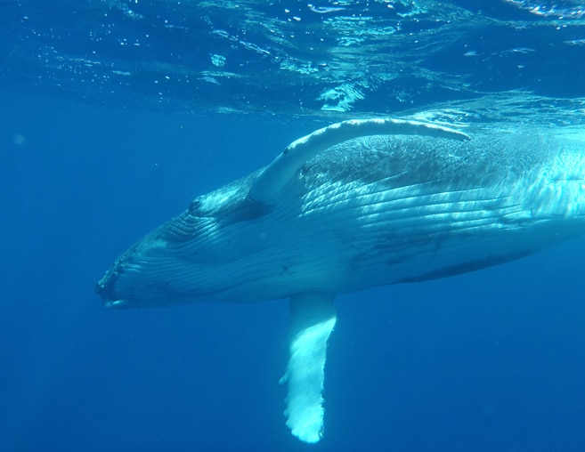 Buckelwale in Tonga