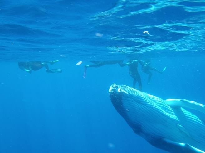Mit Buckelwalen schwimmen in Tonga