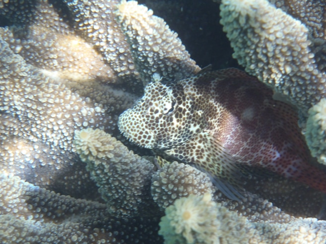 Unterwasserwelt in Tonga