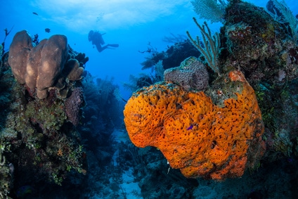 Belize Barrier Reef Belize Barrier Reef