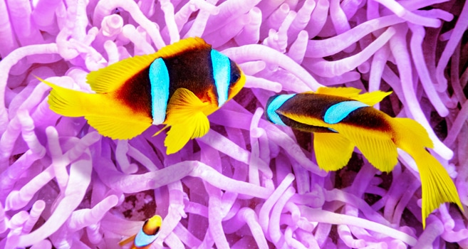 Tauchen in der Karibik – das Belize Barrier Reef