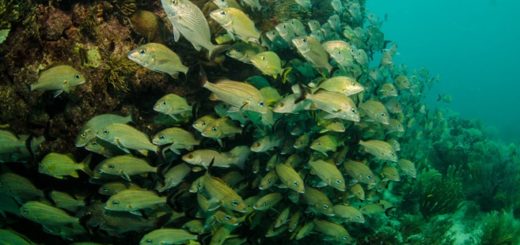 Tauchen - Klein Bonaire