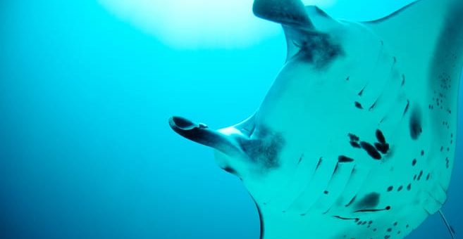 Manta Point auf den Malediven