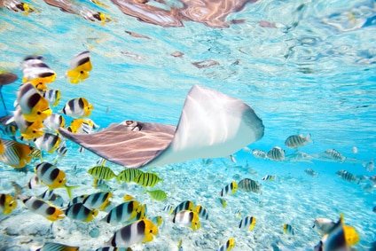Bora Bora Unterwasserwelt Bora Bora Unterwasserwelt