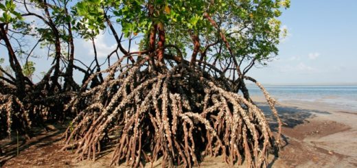 Mangrovenwälder in Mosambik