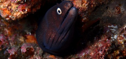 OPEN FOTOSUB TENERIFE