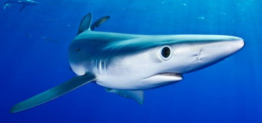 Blauhai (Prionace glauca)