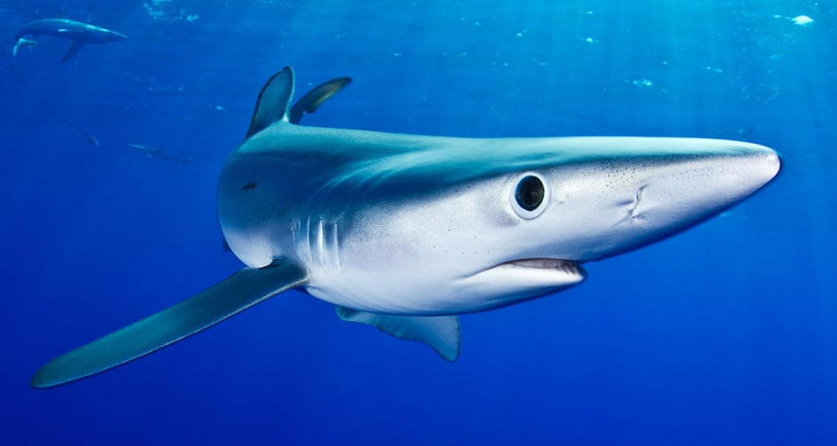 Blauhai (Prionace glauca)