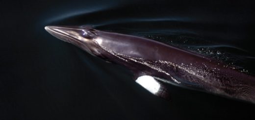 Walfleisch Schmuggel