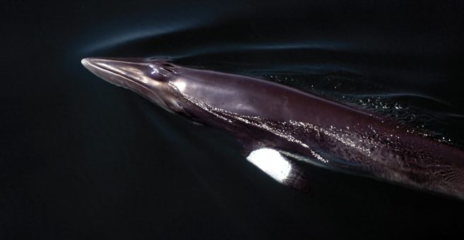 Walfleisch Schmuggel