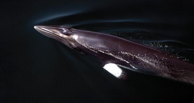 Walfleisch Schmuggel