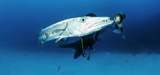 Tauchen in den Jardines de la Reina