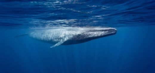 Blauwal aus Sri Lanka