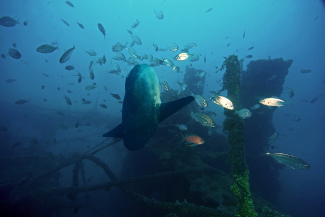 Der Mondfisch wird geputzt - Mondfisch auf einer Putzerstation Der Mondfisch wird geputzt - Mondfisch auf einer Putzerstation
